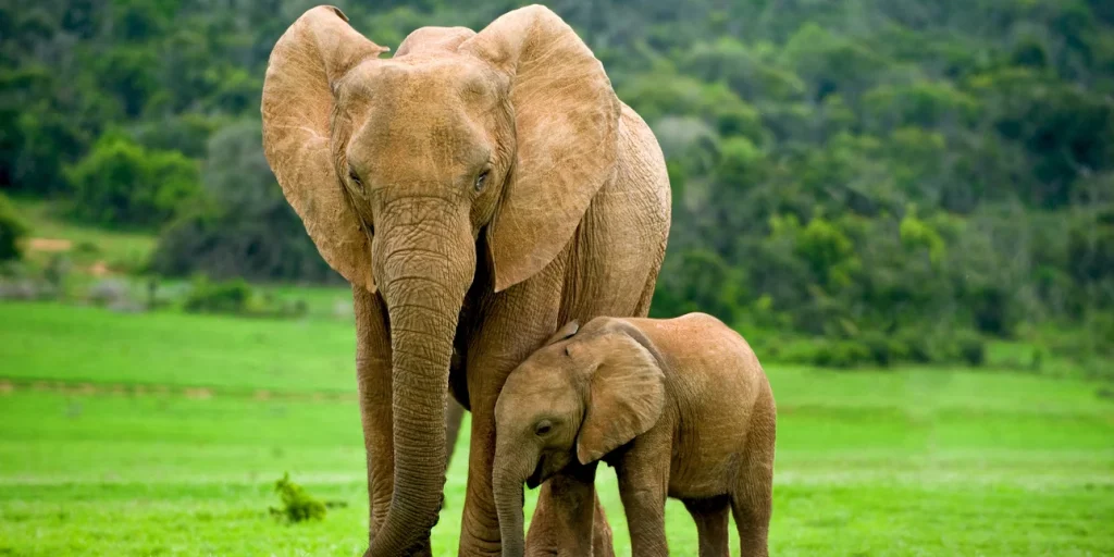 elefantes kideia elefantaki 11 6 19.jpg
