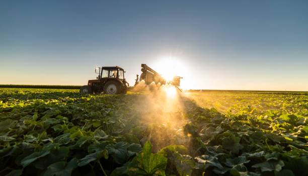 Tractor spraying pesticides on vegetable field with sprayer at spring