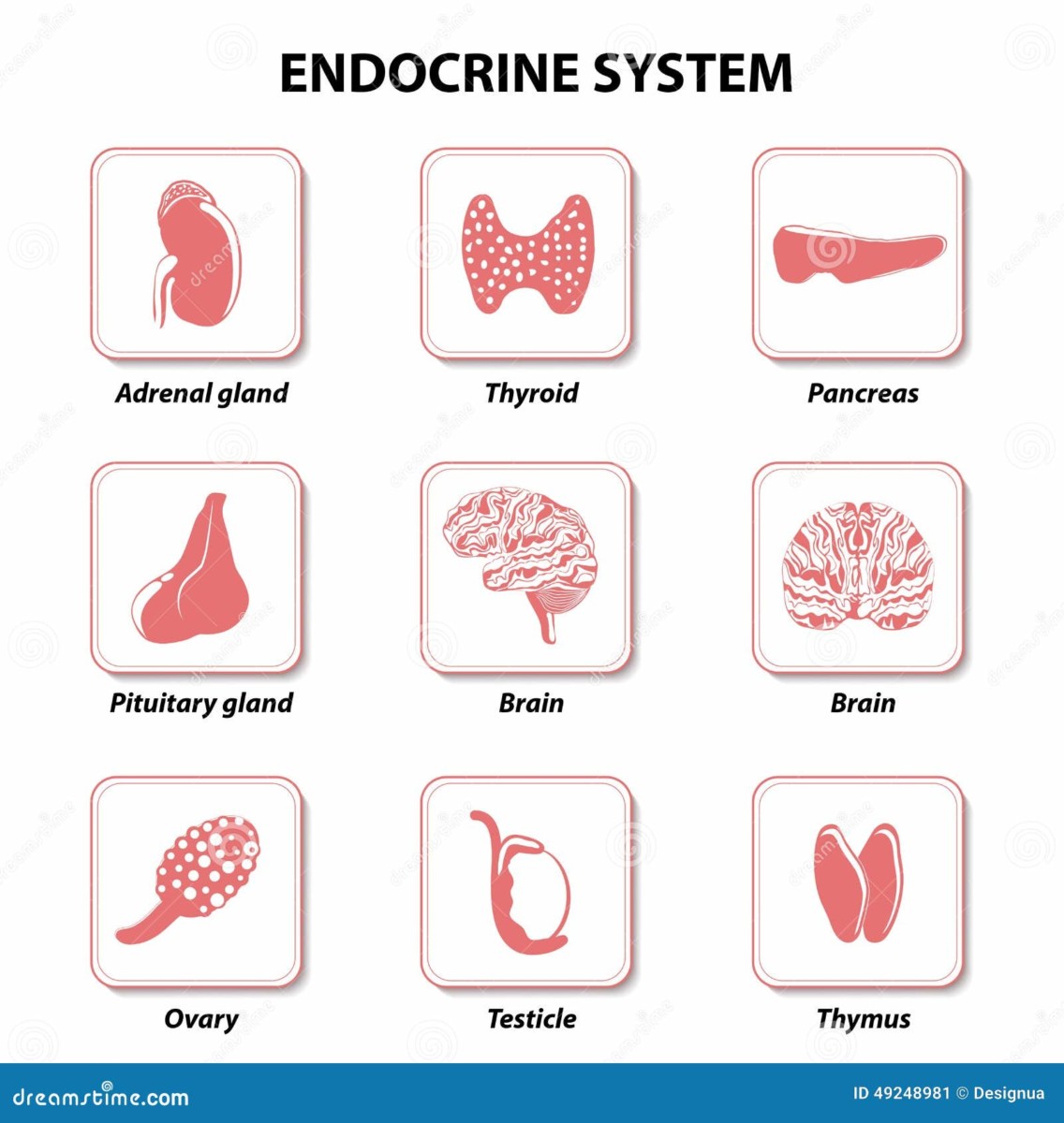 endokriniko organa