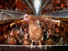 Hens are pictured at a poultry farm in Wortel