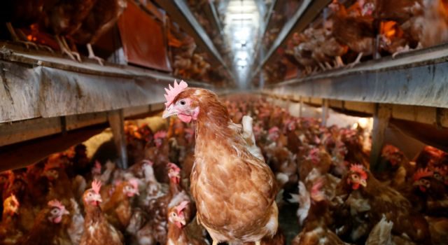 Hens are pictured at a poultry farm in Wortel