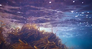 laminaria seaweed