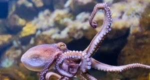 octopus octopus