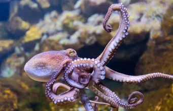 octopus octopus