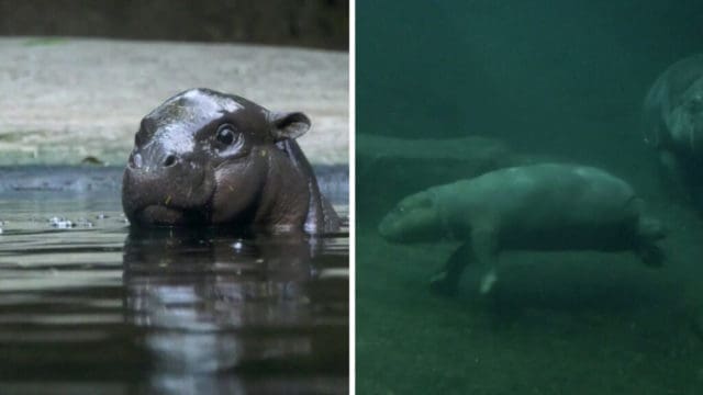 ertnews rec sdi 20241029 155700.00 04 43 22.Still025 1024x576