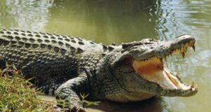 krokodeilos