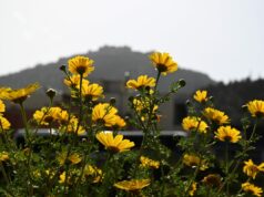 ΑΡΓΟΛΙΔΑ ΑΦΡΙΚΑΝΙΚΗ ΣΚΟΝΗ ΣΤΟ ΑΡΓΟΣ. (ΒΑΣΙΛΗΣ ΠΑΠΑΔΟΠΟΥΛΟΣ/EUROKINISSI)