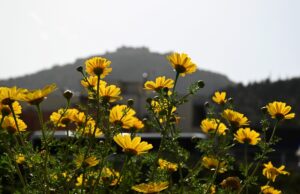 ΑΡΓΟΛΙΔΑ ΑΦΡΙΚΑΝΙΚΗ ΣΚΟΝΗ ΣΤΟ ΑΡΓΟΣ. (ΒΑΣΙΛΗΣ ΠΑΠΑΔΟΠΟΥΛΟΣ/EUROKINISSI)