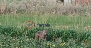 ca7f8489 lykos larisa