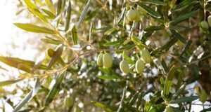 Ηράκλειο: 11ο Μεσογειακό Φεστιβάλ Ελαιολάδου και Ελιάς 2026 elia