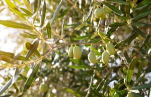 Ηράκλειο: 11ο Μεσογειακό Φεστιβάλ Ελαιολάδου και Ελιάς 2026 elia