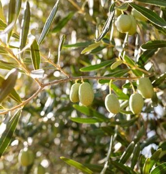 Ηράκλειο: 11ο Μεσογειακό Φεστιβάλ Ελαιολάδου και Ελιάς 2026 elia