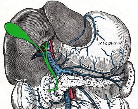 Bilebladder