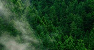 Δάση και Ευρωπαϊκή Ένωση - Δασική νομοθεσία