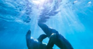 two dolphin in body of water