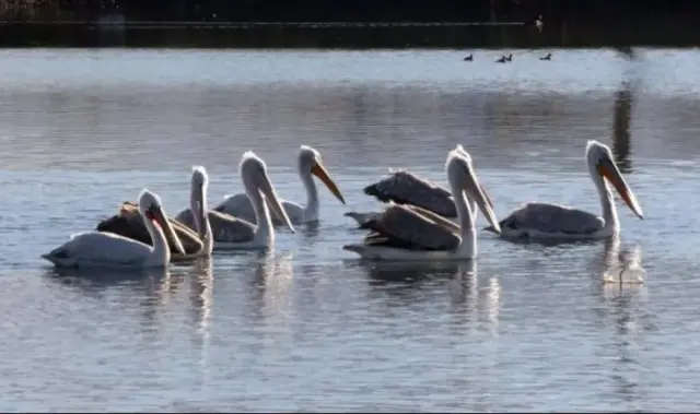 argyropelekanoi jpeg