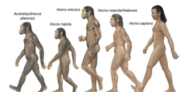 homo sapiens homo sapiens
