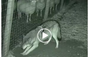 Ο σκύλος εν …ώρα καθήκοντος έξω από το μαντρί – Βίντεο mantri