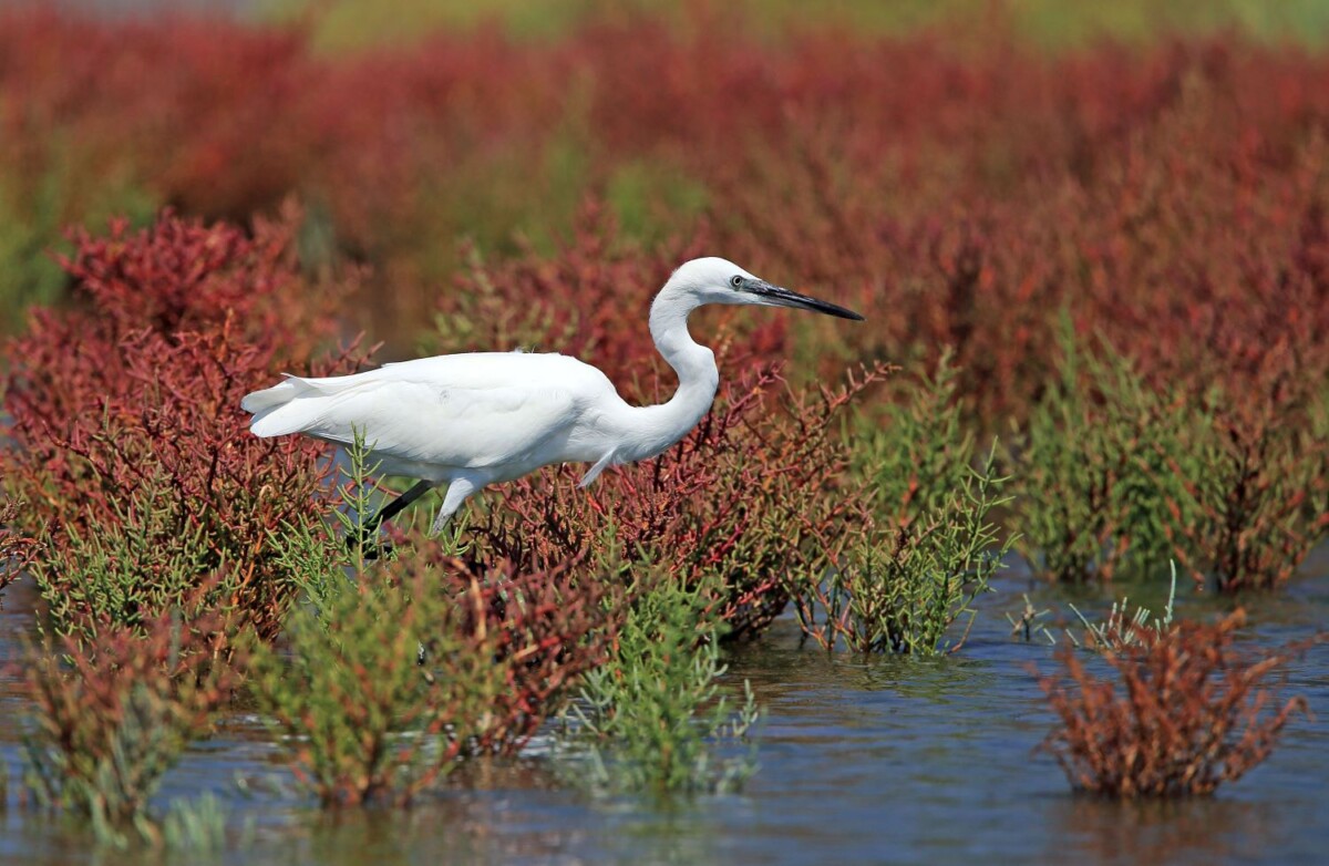 Lefkotsiknias P.Tsakmakis