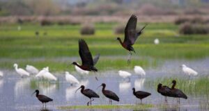 Παγκόσμια Ημέρα Υγροτόπων:Πόσοι νησιωτικοί υγρότοποι συρρικνώθηκαν και γιατί Xalkokotes Lefkotsiknias P Tsakmakis