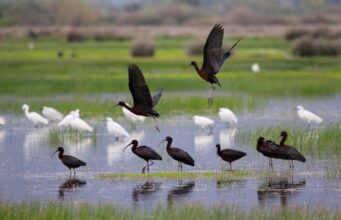 Παγκόσμια Ημέρα Υγροτόπων:Πόσοι νησιωτικοί υγρότοποι συρρικνώθηκαν και γιατί Xalkokotes Lefkotsiknias P Tsakmakis
