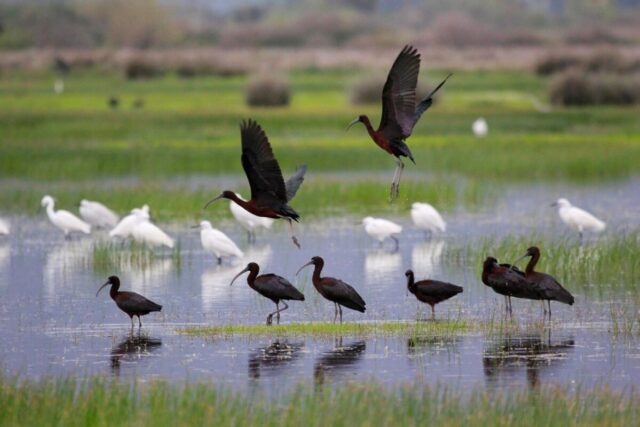 Xalkokotes Lefkotsiknias P Tsakmakis