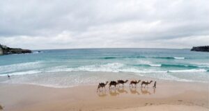 Η ξηρασία της Αυστραλίας εξοντώνει εκατοντάδες καμήλες που αναζητούν απεγνωσμένα νερό! kamiles