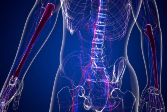 Human skeleton anatomy Ulna Bone 3D Rendering