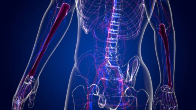 Human skeleton anatomy Ulna Bone 3D Rendering