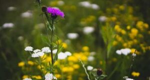 Αυτό είναι το ανοιξιάτικο φυτό… δια πάσαν νόσον! agrioloulouda