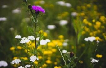 Αυτό είναι το ανοιξιάτικο φυτό… δια πάσαν νόσον! agrioloulouda