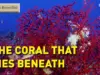 «The Mediterranean’s Hidden Coral» – Το κρυμμένο κοράλλι της Μεσογείου – Βίντεο koralli