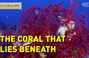 «The Mediterranean’s Hidden Coral» – Το κρυμμένο κοράλλι της Μεσογείου – Βίντεο koralli