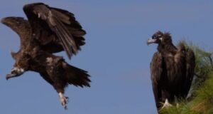 «Γαϊτανάκι» θανάτου στη Δαδιά – Μαυρόγυπες και άλλα άγρια ζώα σε ανελέητη… καταδίωξη mauropigas10