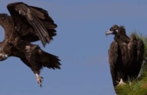 «Γαϊτανάκι» θανάτου στη Δαδιά – Μαυρόγυπες και άλλα άγρια ζώα σε ανελέητη… καταδίωξη mauropigas10