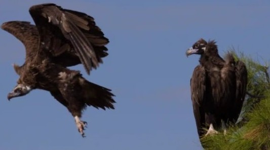 «Γαϊτανάκι» θανάτου στη Δαδιά – Μαυρόγυπες και άλλα άγρια ζώα σε ανελέητη… καταδίωξη mauropigas10