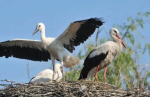 Αισιόδοξο μήνυμα από Αγρίνιο: Επέστρεψαν οι πελαργοί μετά από μισό αιώνα (βίντεο) pelargoi